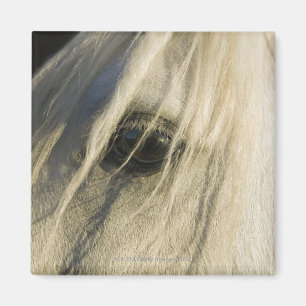 Nahaufnahme des Pferdeauges Magnet