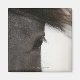 Nahaufnahme des Pferdeauges und -haares Magnet