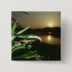Nahaufnahme des Schmetterlinges auf Blatt am Button