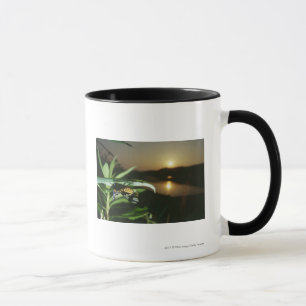 Nahaufnahme des Schmetterlinges auf Blatt am Tasse