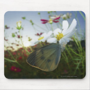 Nahaufnahme des Schmetterlinges auf Blume Mousepad