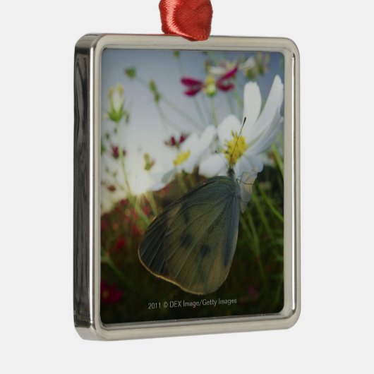 Nahaufnahme des Schmetterlinges auf Blume Ornament Aus Metall (Rechts)