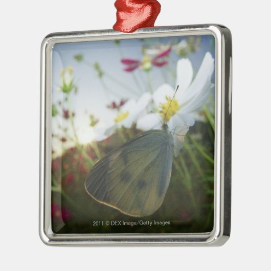 Nahaufnahme des Schmetterlinges auf Blume Ornament Aus Metall (Links)