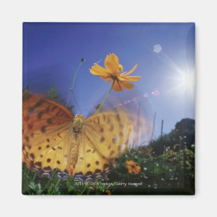 Nahaufnahme des Schmetterlinges, Flügel flatternd Magnet