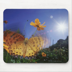 Nahaufnahme des Schmetterlinges, Flügel flatternd Mousepad