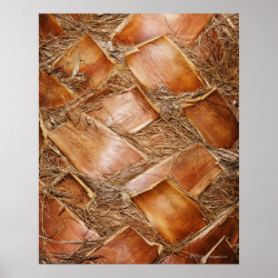 Nahaufnahme des Stammes der Palme Poster