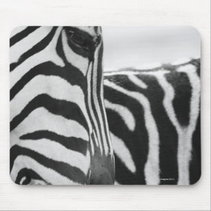 Nahaufnahme des Zebragesichtes und -schulter Mousepad