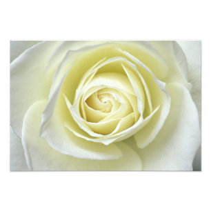 Nahaufnahme Details der weißen Rose Fotodruck