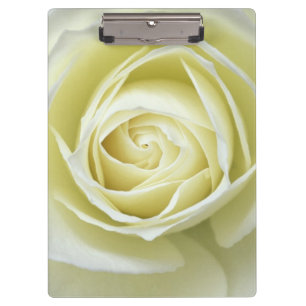 Nahaufnahme Details der weißen Rose Klemmbrett
