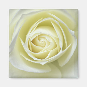 Nahaufnahme Details der weißen Rose Magnet