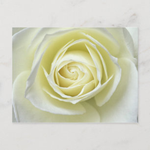 Nahaufnahme Details der weißen Rose Postkarte
