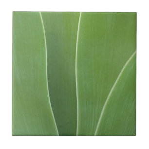 Nahaufnahme einer Agave Fliese
