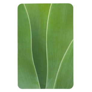 Nahaufnahme einer Agave Magnet