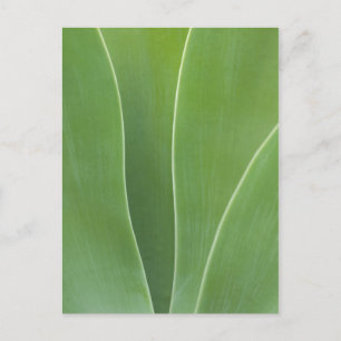 Nahaufnahme einer Agave Postkarte