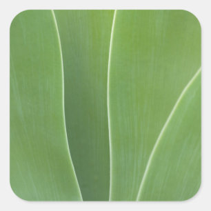 Nahaufnahme einer Agave Quadratischer Aufkleber