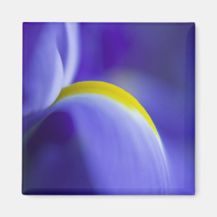 Nahaufnahme einer Blaue Flagge-Schwertlilie. Magnet