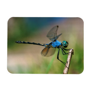 Nahaufnahme einer blauen Libelle auf einem Ast Magnet