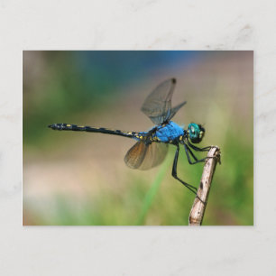 Nahaufnahme einer blauen Libelle auf einem Ast Postkarte