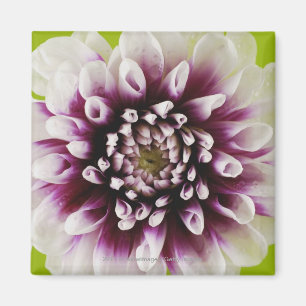 Nahaufnahme einer Blume 2 Magnet