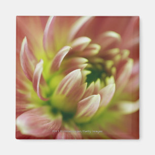 Nahaufnahme einer Blume Magnet