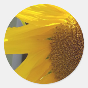 Nahaufnahme einer gelben Sonnenblume Runder Aufkleber
