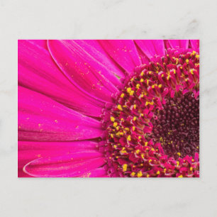Nahaufnahme einer Gerbera-Margerite Postkarte