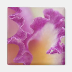 Nahaufnahme einer Hybrid-Orchidee, Delray Beach, F Magnet