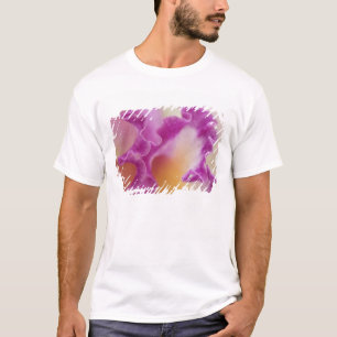 Nahaufnahme einer Hybrid-Orchidee, Delray Beach, F T-Shirt