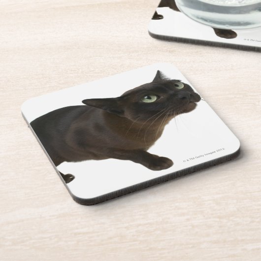 Nahaufnahme einer Katze 2 Untersetzer (Linke Seite)