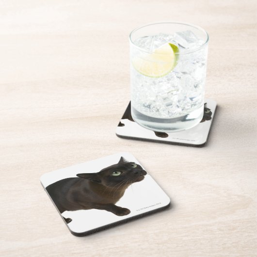 Nahaufnahme einer Katze 2 Untersetzer (Rechte Seite)