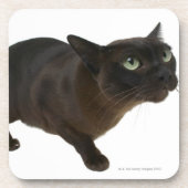 Nahaufnahme einer Katze 2 Untersetzer (Vorderseite)