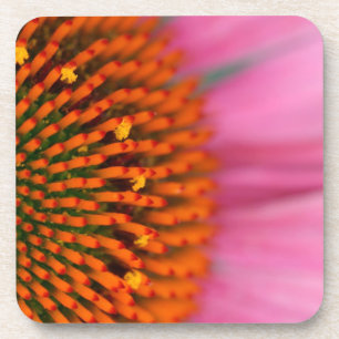 Nahaufnahme einer Kegelblume im Sommer, Untersetzer