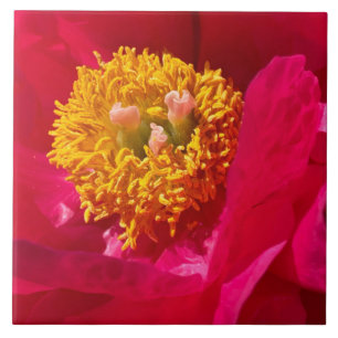 Nahaufnahme einer leuchtend rosa Pfingstrose Fliese
