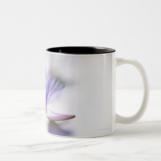 Nahaufnahme einer lila Wasser-Lilie, die an Zweifarbige Tasse (Rechts)