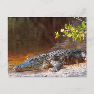 Nahaufnahme einer Mississippi-Alligator im J.N. Postkarte