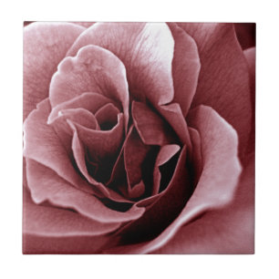 Nahaufnahme einer monochromen Rosenblüte Fliese