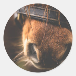 Nahaufnahme einer niedlichen Brown-Pferdenase Runder Aufkleber