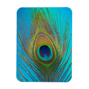 Nahaufnahme einer Pfauenfeder Magnet