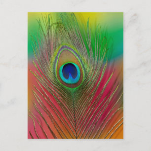 Nahaufnahme einer Pfauenfeder Postkarte