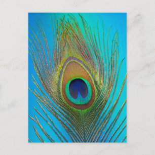 Nahaufnahme einer Pfauenfeder Postkarte