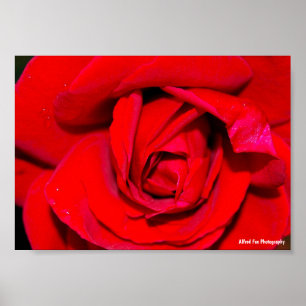 Nahaufnahme einer roten Rose Poster