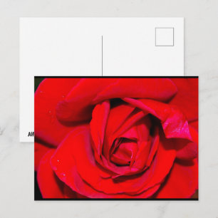 Nahaufnahme einer roten Rose Postkarte