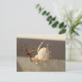 Nahaufnahme einer Spinne Postkarte (Stehend Vorderseite)