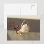 Nahaufnahme einer Spinne Postkarte (Vorne/Hinten)