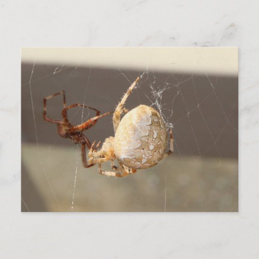 Nahaufnahme einer Spinne Postkarte (Vorderseite)
