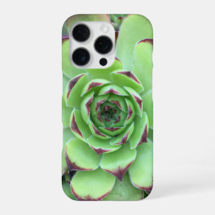Nahaufnahme einer Sukkulente mit lila Spitzen iPhone 16 Pro Hülle