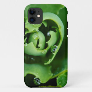 Nahaufnahme einer Sukkulente mit Wassertropfen iPhone 11 Hülle