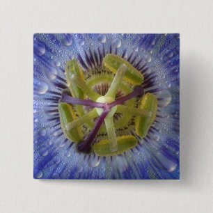 Nahaufnahme einer taufeuchten Passionsblume. Bildn Button
