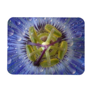 Nahaufnahme einer taufeuchten Passionsblume. Bildn Magnet