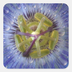 Nahaufnahme einer taufeuchten Passionsblume. Bildn Quadratischer Aufkleber